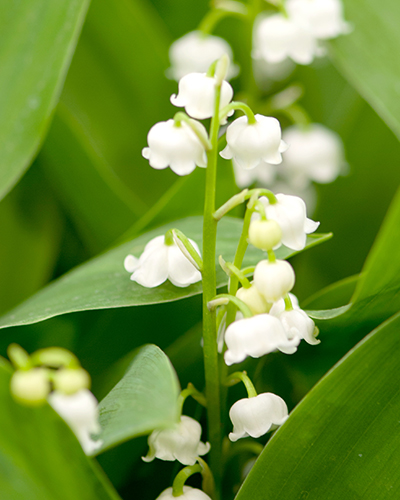 CONVALLARIA MAJALIS 25 kusov